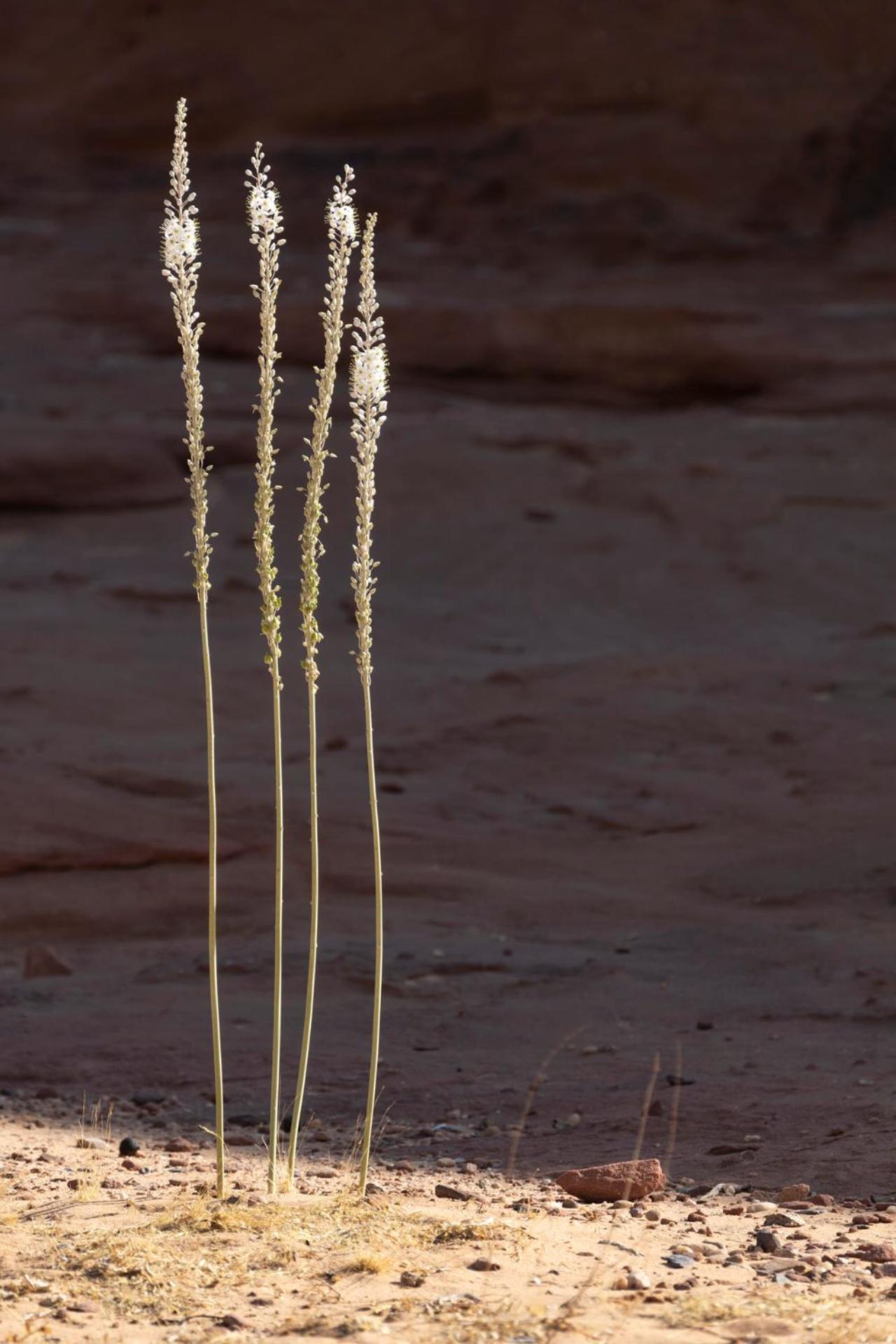 Wadi Rum Camp & Jeep Tour Buitenkant foto