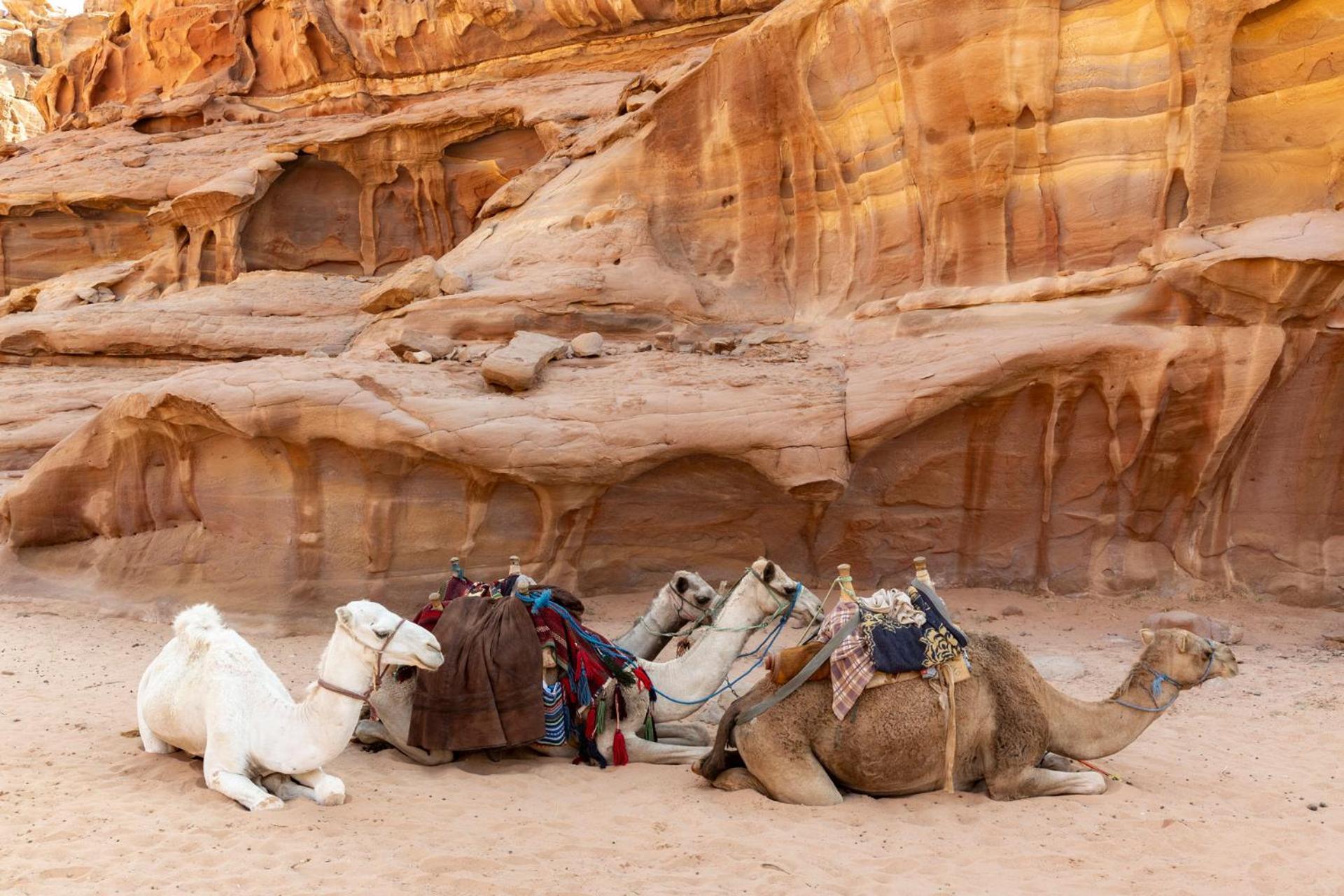 Wadi Rum Camp & Jeep Tour Buitenkant foto
