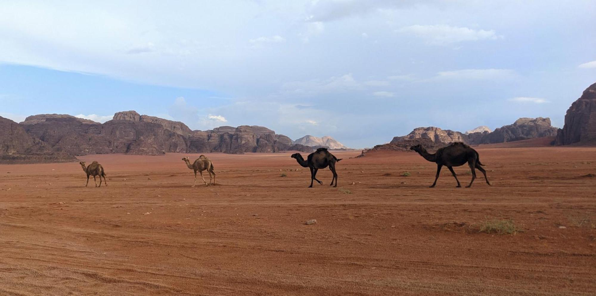 Wadi Rum Camp & Jeep Tour Buitenkant foto