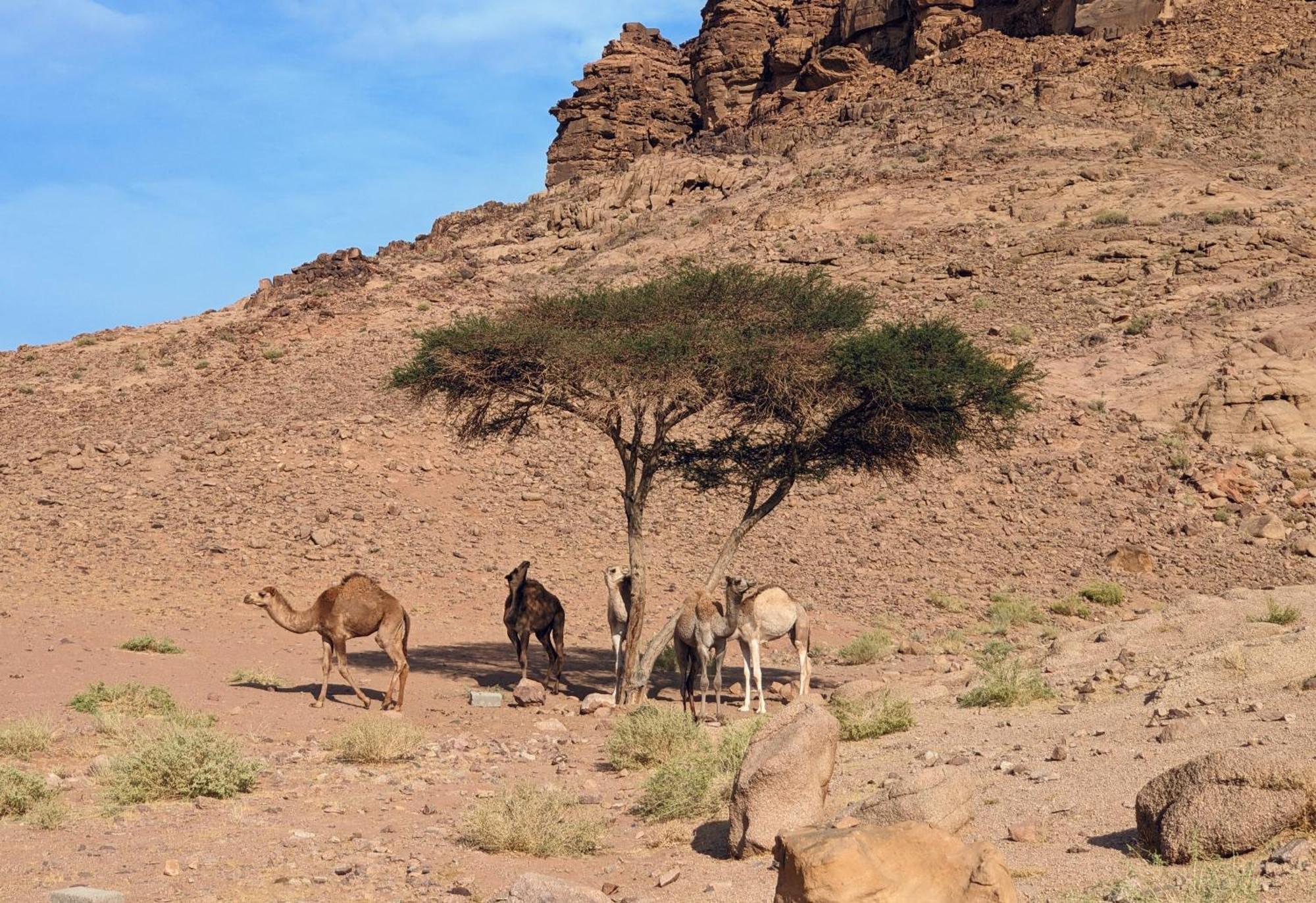 Wadi Rum Camp & Jeep Tour Buitenkant foto